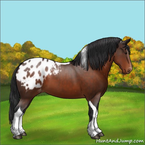 Horse Color:Brown Tobiano Appaloosa