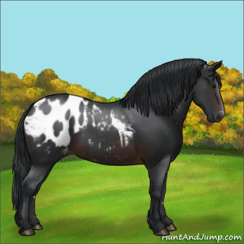 Horse Color:Brown Appaloosa 