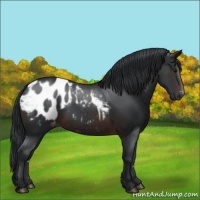 Horse Color:Brown Appaloosa