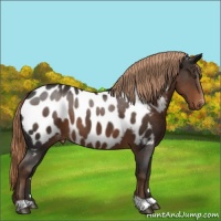 Horse Color:Liver Chestnut Appaloosa