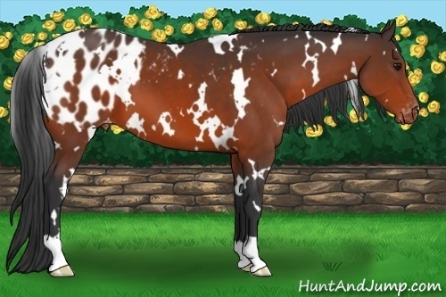 Horse Color:White Spotted Bay Blanket 