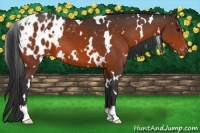 Horse Color:White Spotted Bay Appaloosa 
