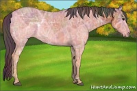 Horse Color:Nacre Bay Ice