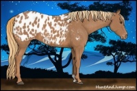 Horse Color:Chestnut Appaloosa 