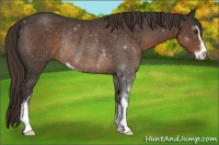 Horse Color:Liver Chestnut Sabino Rabicano