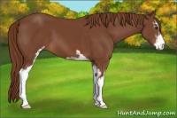 Horse Color:Chestnut Sabino