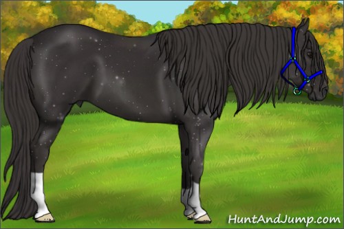 Horse Color:Smoky Black