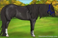 Horse Color:Smoky Black 