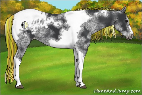 Horse Color:Painted White Spotted Black Splash Tobiano Frame Appaloosa 