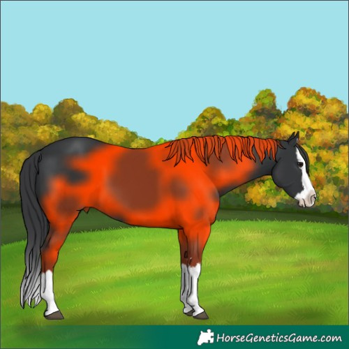 Horse Color:Black Splash