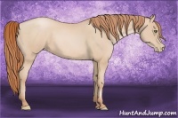 Horse Color:Buckskin Pearl 