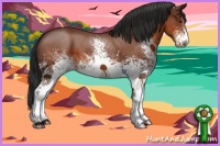Horse Color:White Spotted Bay 