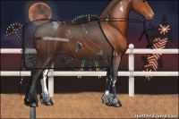 Horse Color:White Spotted Bay Sabino Appaloosa 