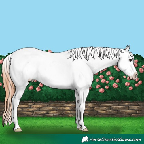 Horse Color:White Spotted Bay Splash Appaloosa 