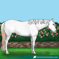 Horse Color:White Spotted Bay Splash Appaloosa 