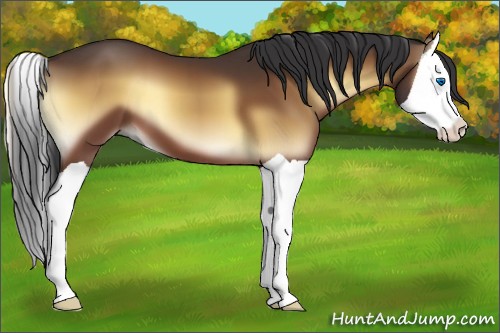 Horse Color:Bay Onyx Splash 