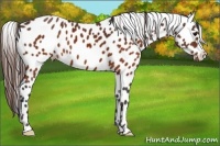 Horse Color:Brown Leopard Brindle