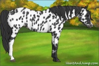 Horse Color:Black Near Leopard