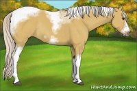 Horse Color:Silver Bay Dun Sabino Tobiano Frame Rabicano