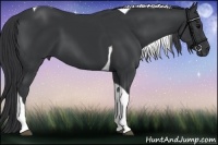 Horse Color:Black Tobiano 
