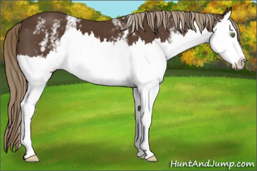 Horse Color:White Spotted Liver Chestnut Splash