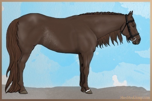 Horse Color:Liver Chestnut Rabicano 