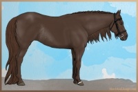 Horse Color:Liver Chestnut Rabicano 