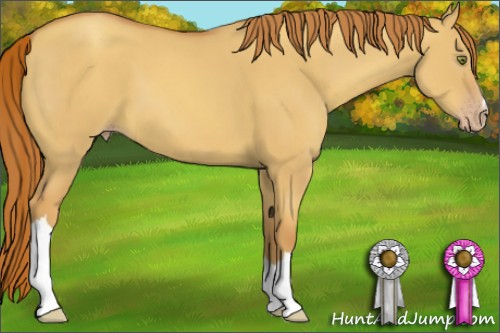Horse Color:Gold Champagne Dun 