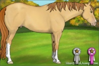 Horse Color:Gold Champagne Dun 