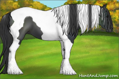 Horse Color:Black Tobiano