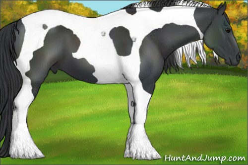 Horse Color:Black Tobiano