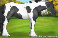 Horse Color:Black Tobiano 