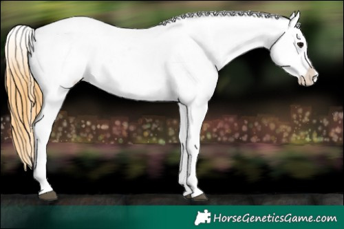 Horse Color:Buckskin Appaloosa  Brindle