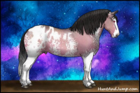 Horse Color:Gray White Spotted Brown Chinchilla Roan Splash Appaloosa 