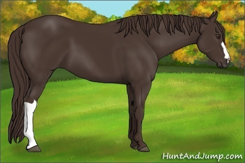 Horse Color:Liver Chestnut 