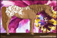 Horse Color:Chestnut Appaloosa 