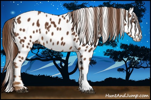 Horse Color:Chestnut Appaloosa 