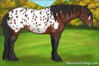Horse Color:Bay Appaloosa 