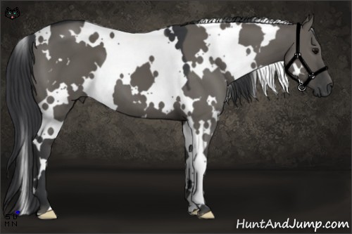 Horse Color:White Spotted Grullo