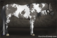 Horse Color:White Spotted Grullo 