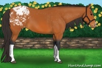 Horse Color:Bay Appaloosa 