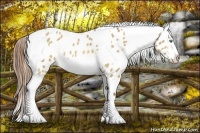 Horse Color:Amber Cream Champagne Near Leopard  and Sable Cream Champagne Near Leopard 