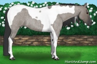 Horse Color:Grullo Roan Tobiano 