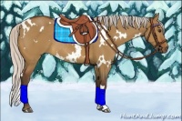 Horse Color:White Spotted Silver Bay Dun Rabicano 