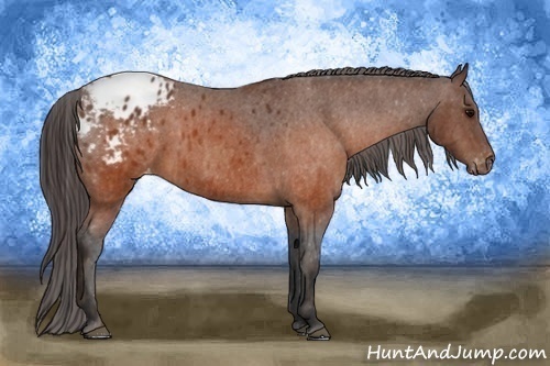 Horse Color:Brown Appaloosa  Brindle
