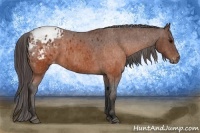 Horse Color:Brown Appaloosa Brindle