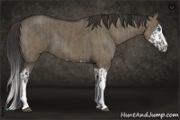 Horse Color:Grullo Sabino Splash  and Smoky Grullo Sabino Splash 