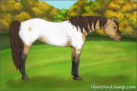 Horse Color:Bay Dun Appaloosa 