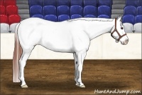 Horse Color:Bay Dun Appaloosa 