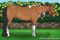 Horse Color:Bay Roan Tobiano 